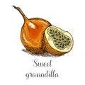 Hand drawn granadilla